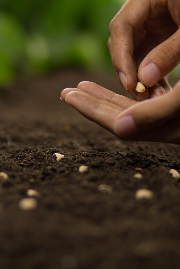 Seeds & Bulbs