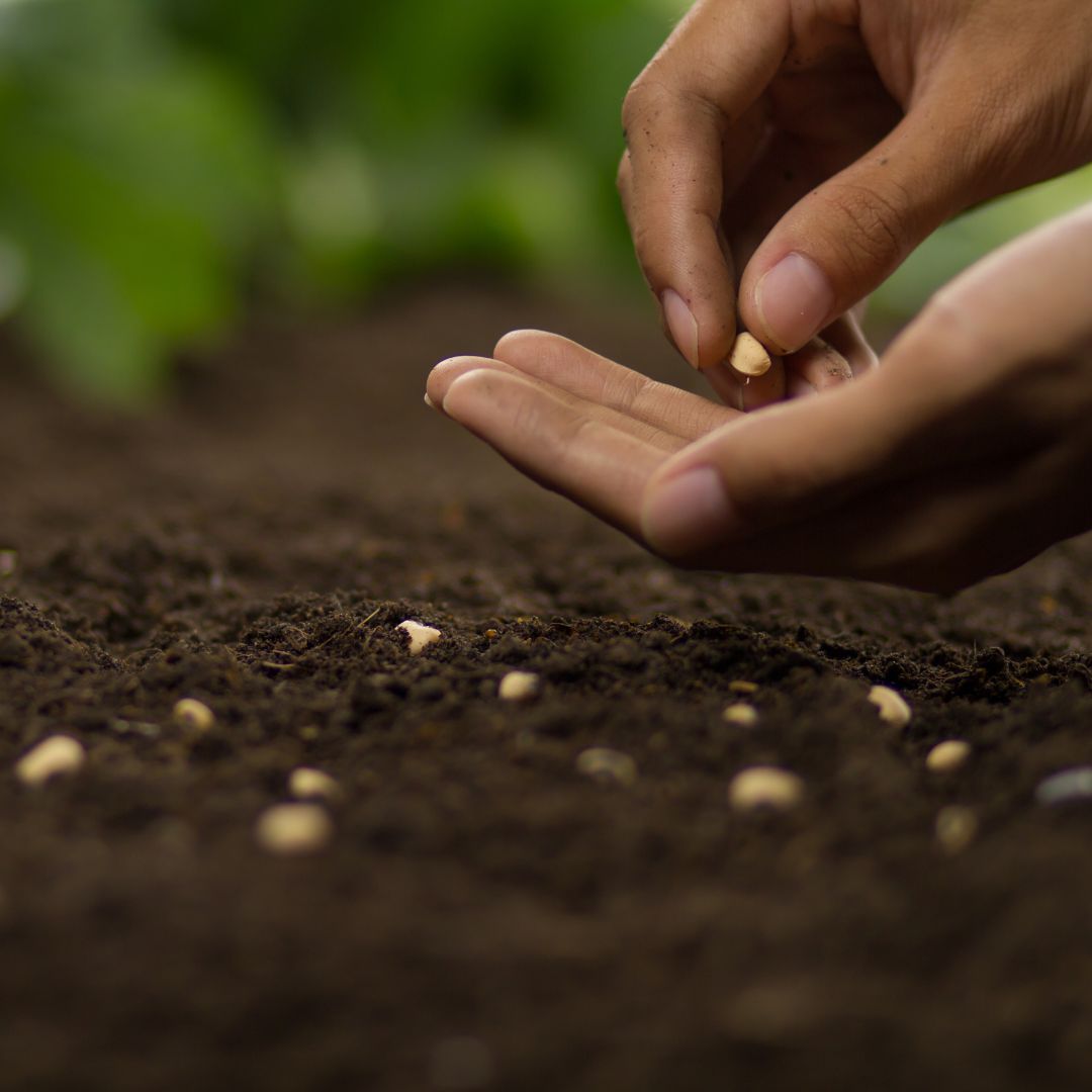 Seeds & Bulbs