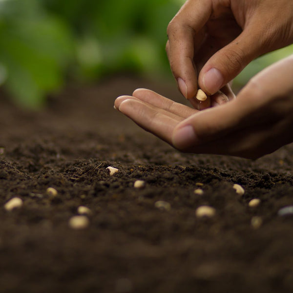 Seeds & Bulbs