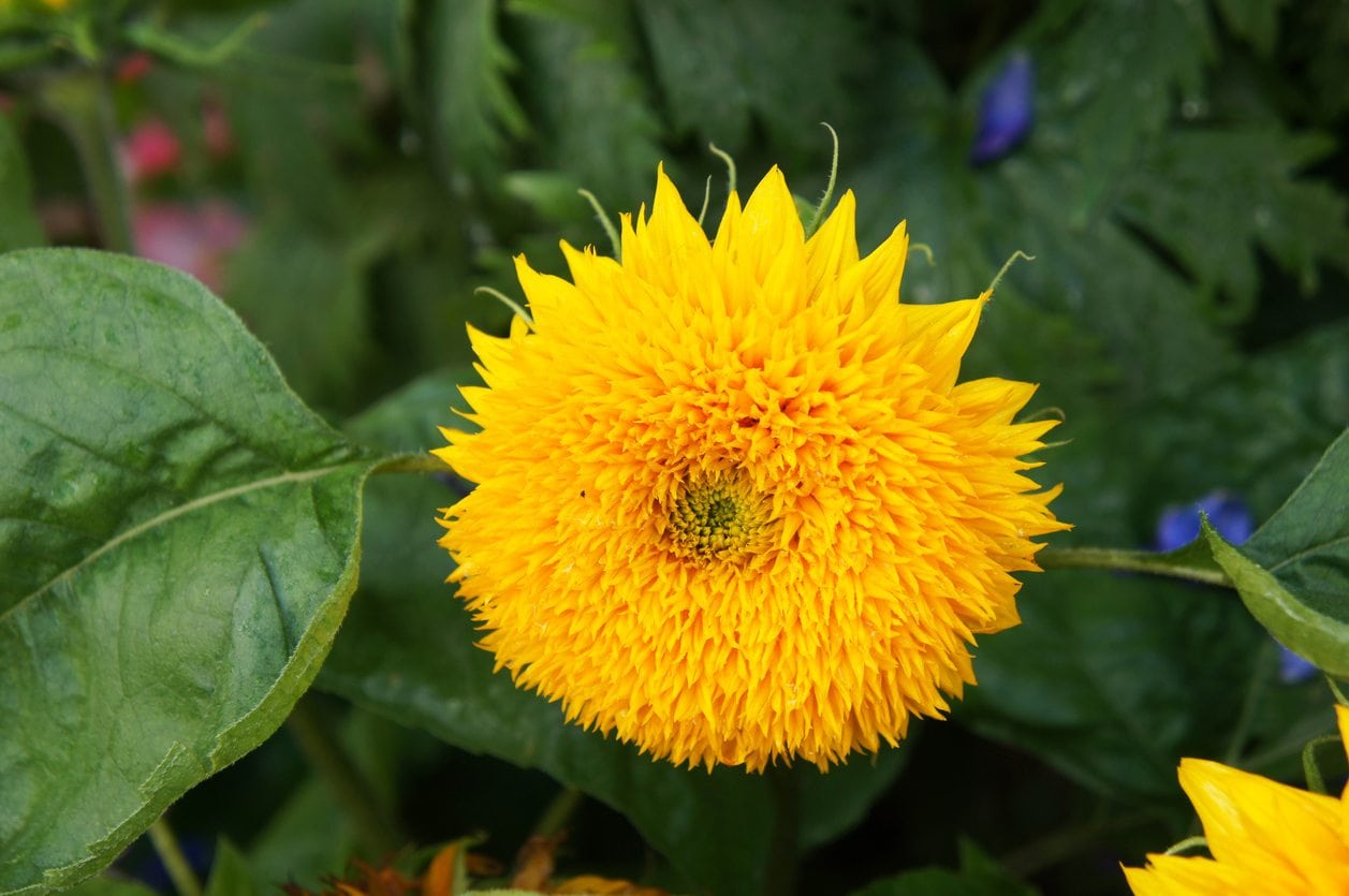 Teddy Bear Sunflower Seeds Fluffy Double Petaled Garden Blooms