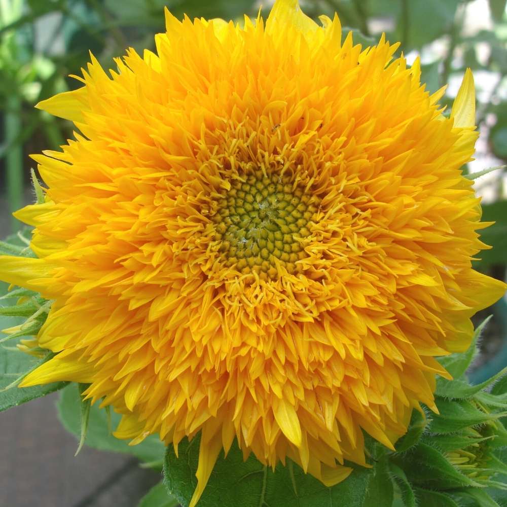 Teddy Bear Sunflower Seeds Fluffy Double Petaled Garden Blooms