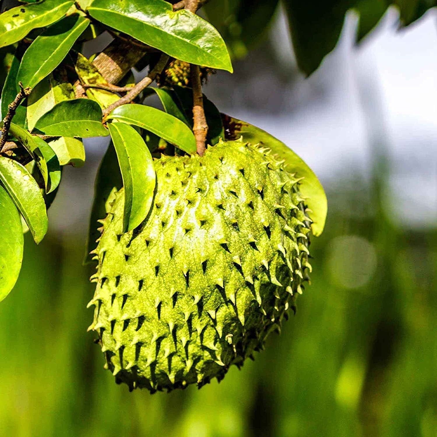 Annona Muricata Soursop Seeds Non GMO Tropical Fruit Seeds