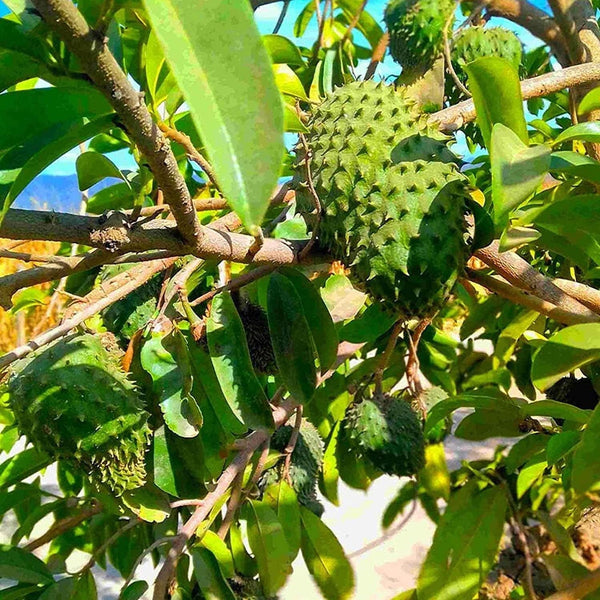 Annona Muricata Soursop Seeds Non GMO Tropical Fruit Seeds