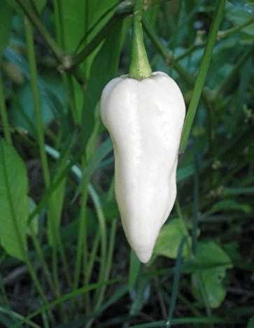 White Ghost Chili Pepper Seeds Bhut Jolokia Capsicum Chinense