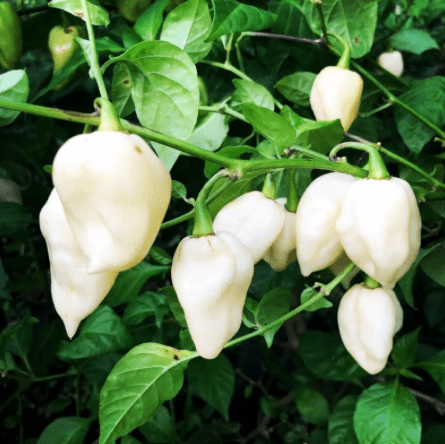 White Ghost Chili Pepper Seeds Bhut Jolokia Capsicum Chinense