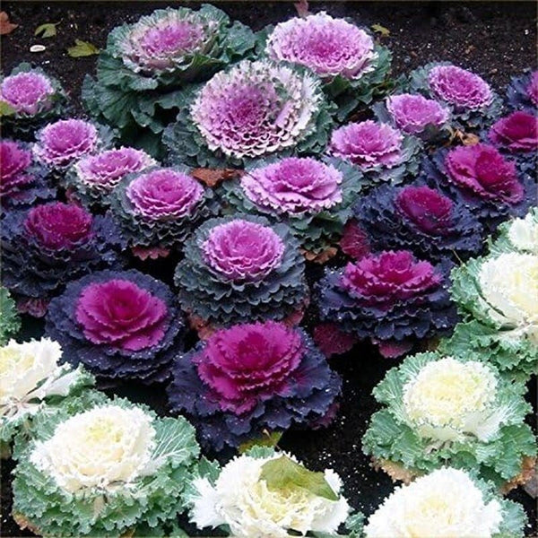 Japanese Ornamental Cabbage Osaka Mix Decorative Kale Seeds 50