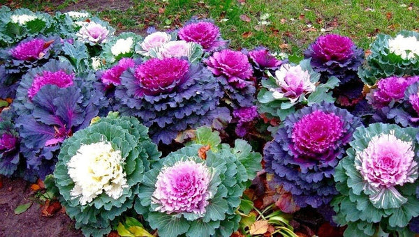 Japanese Ornamental Cabbage Osaka Mix Decorative Kale Seeds 50
