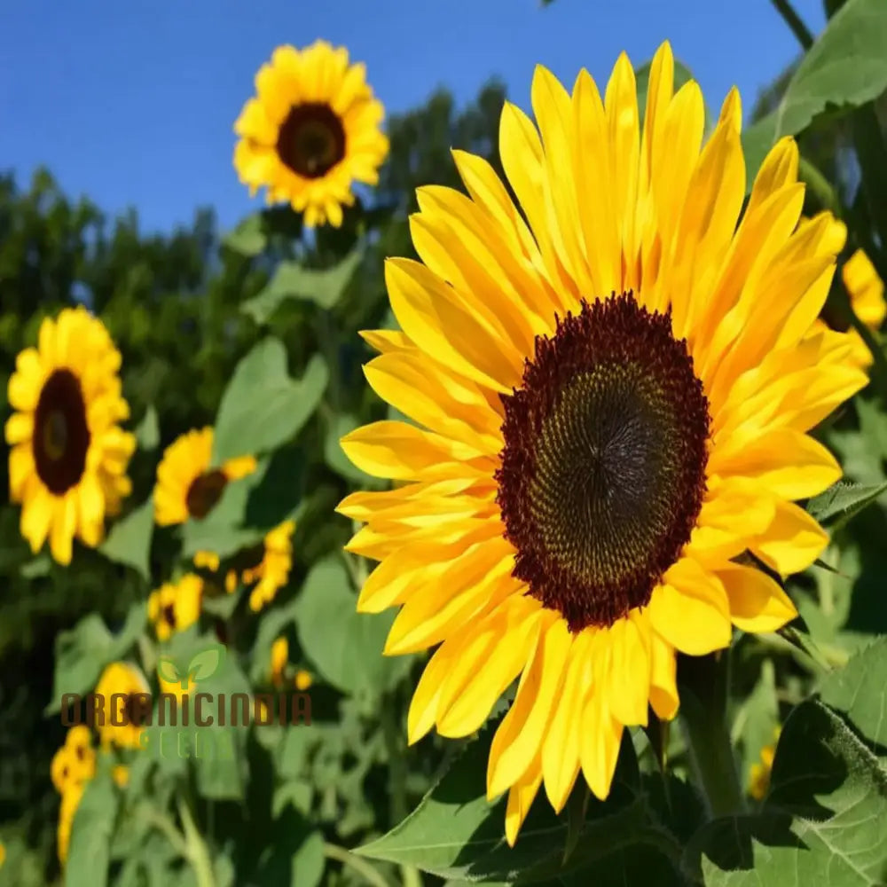 Giant Sunflower Seeds Mammoth Edible Garden Backyard Planting Seeds