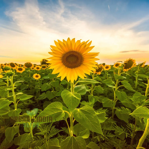Giant Sunflower Seeds Mammoth Edible Garden Backyard Planting Seeds