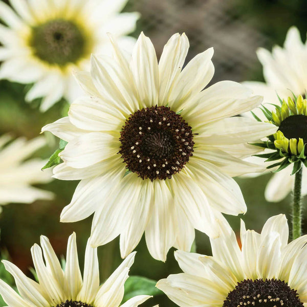 Italian White Sunflower Seeds – Elegant Creamy Blooms for Gardens & Bouquets