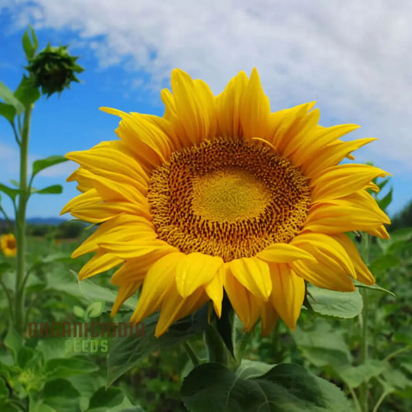Giant Sunflower Seeds Mammoth Edible Garden Backyard Planting Seeds