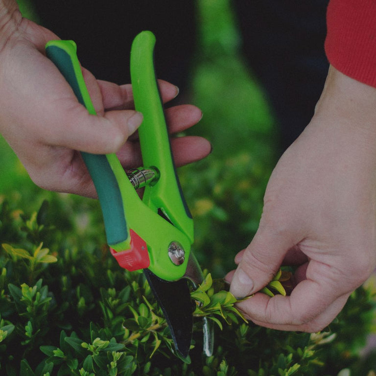 Person trimming a bush with green garden shears in a garden setting