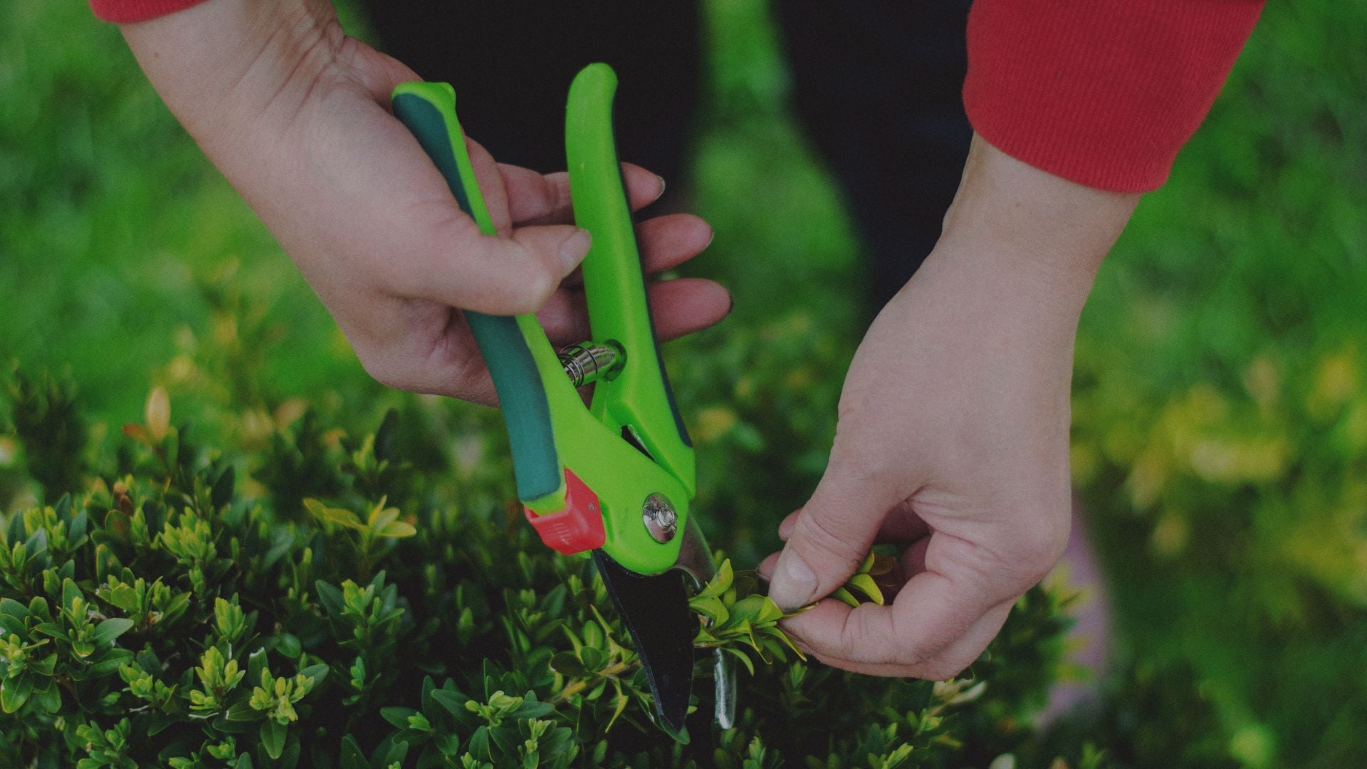 Person trimming a bush with green garden shears in a garden setting
