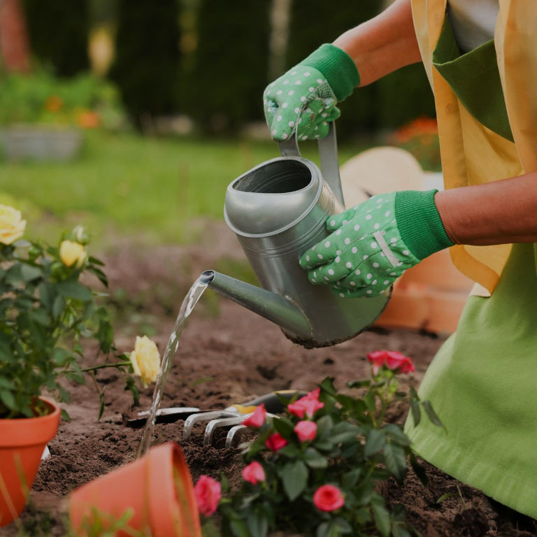 Person watering plants with a watering can in a garden setting