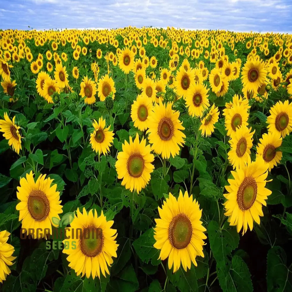Giant Sunflower Seeds Mammoth Edible Garden Backyard Planting Seeds