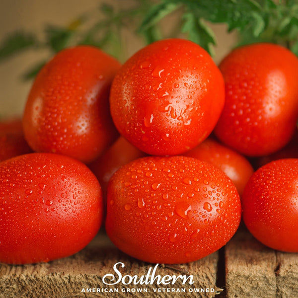 Roma VF Tomato – 50 Seeds