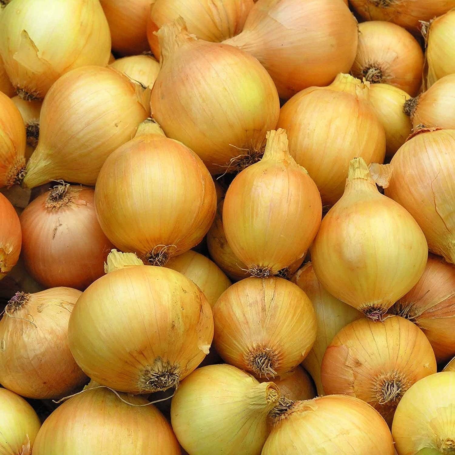 Utah Yellow Sweet Spanish Onion Seeds Heirloom 500 Seeds